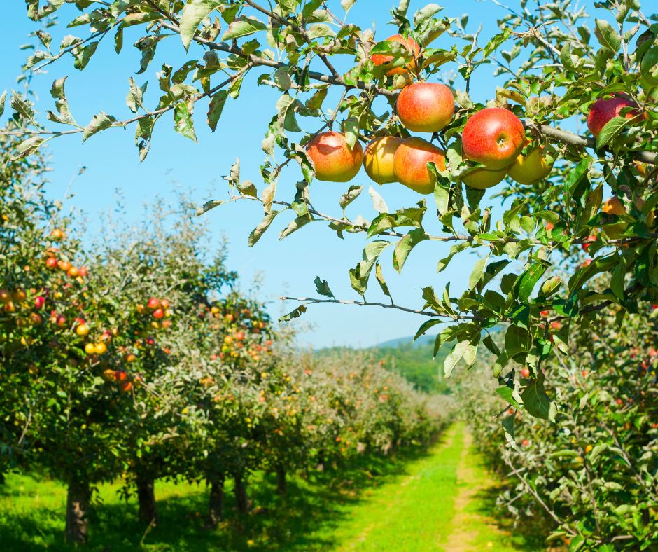 apple orchard